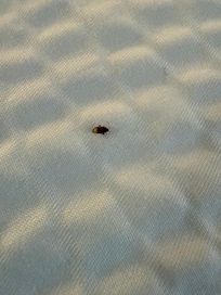 Here’s the bug that was waiting for me on the bed up close!