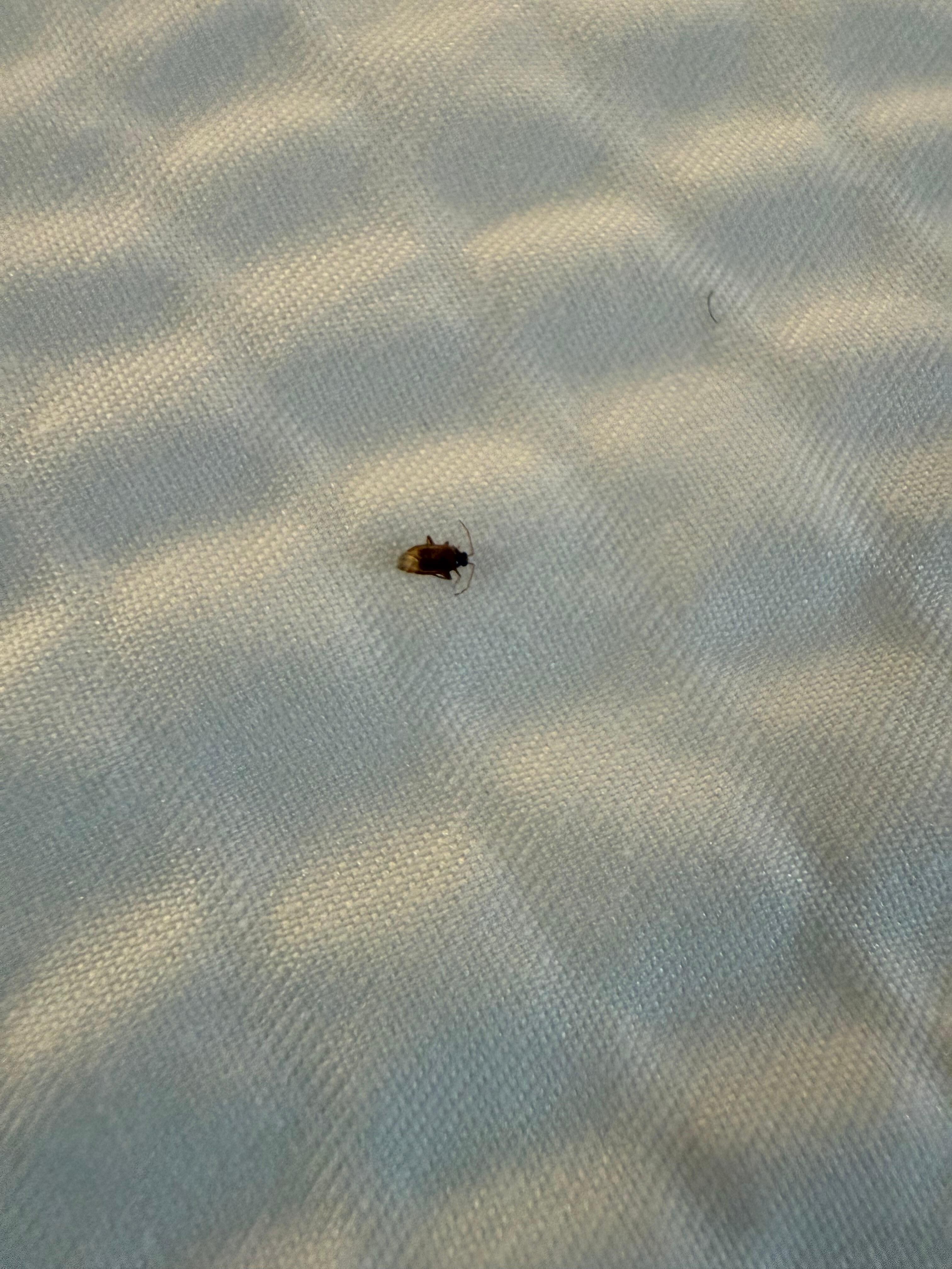 Here’s the bug that was waiting for me on the bed up close!