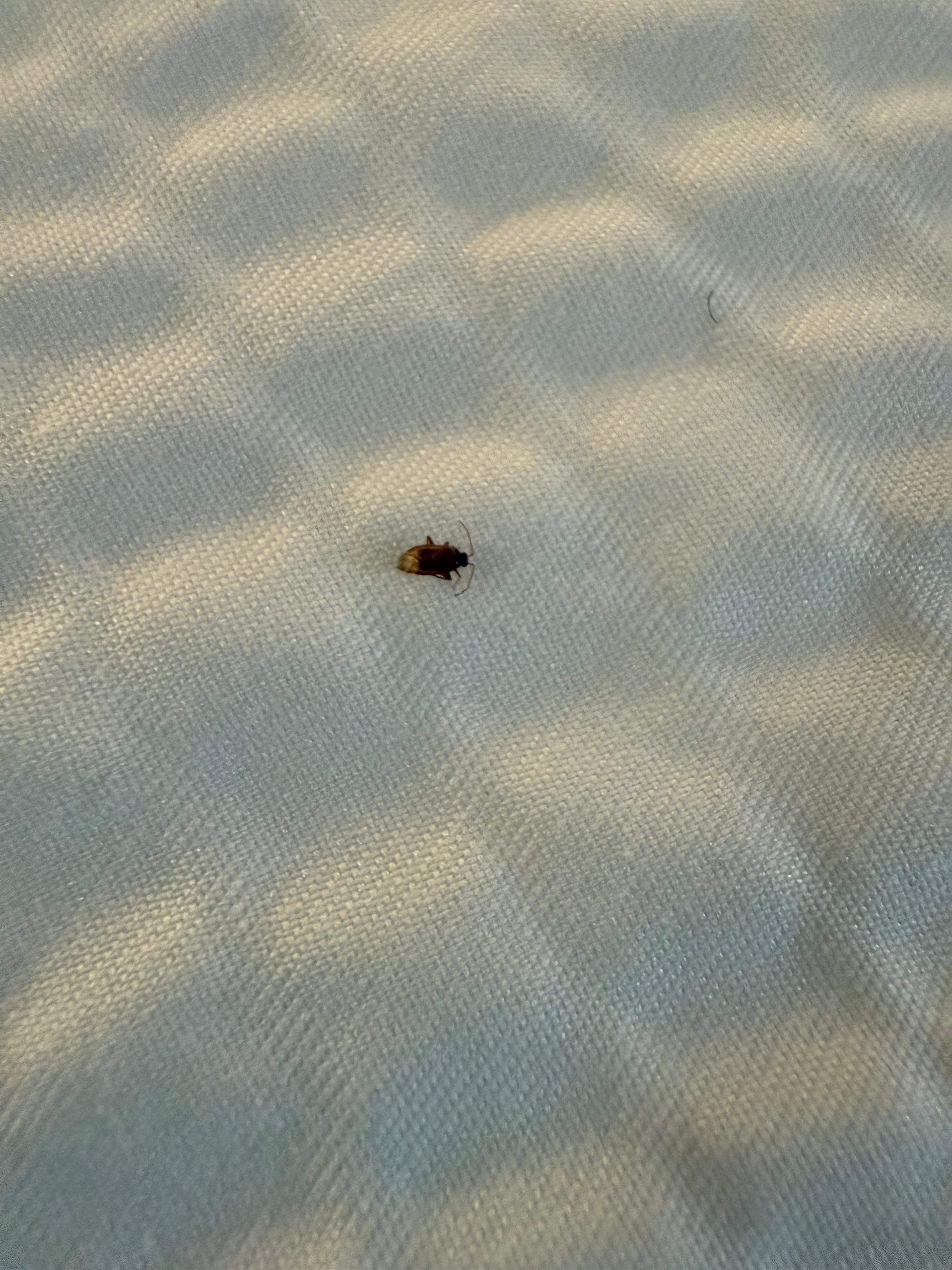 Here’s the bug that was waiting for me on the bed up close!