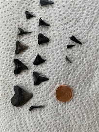 Shark teeth