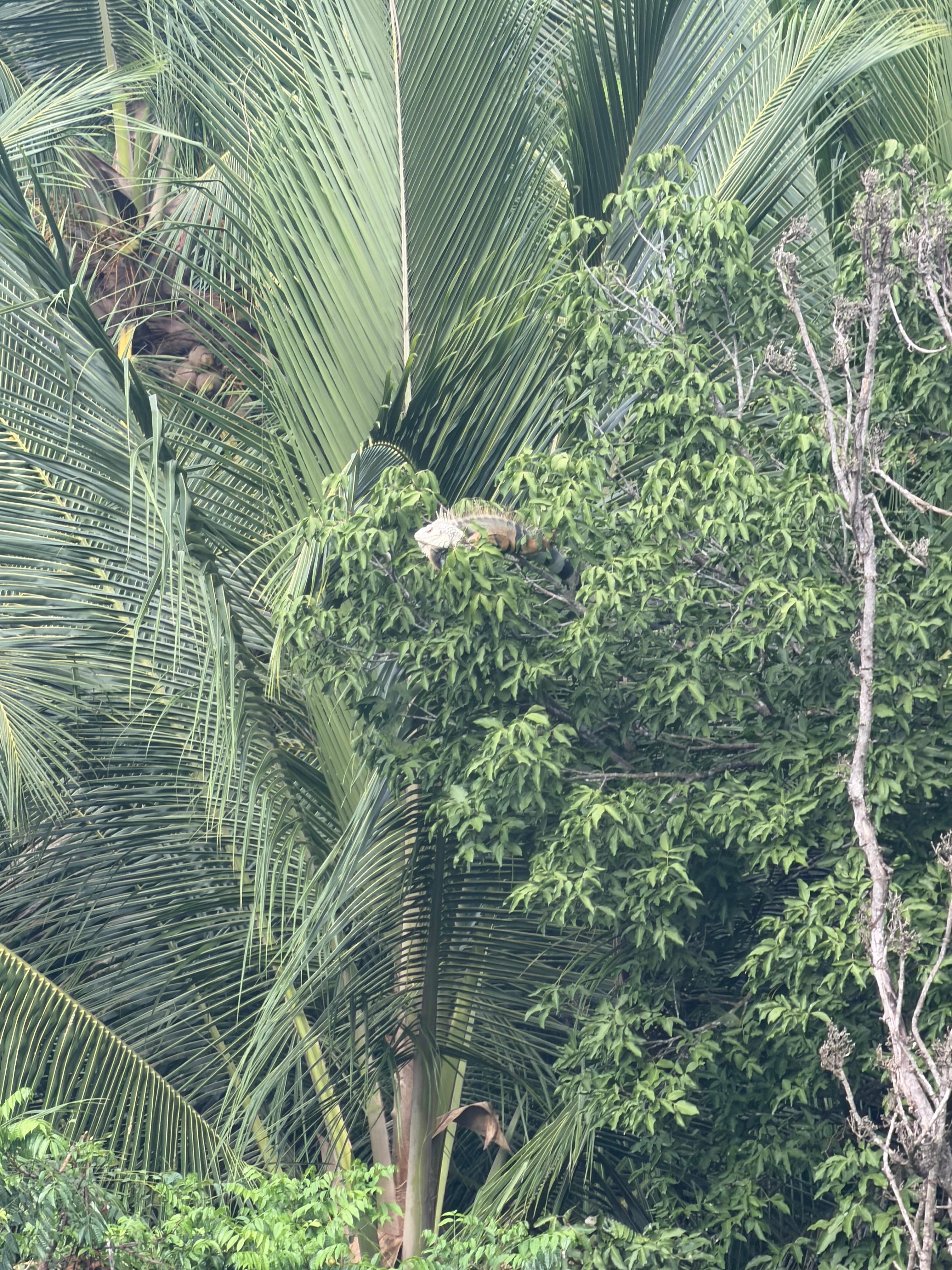 Backyard/view from pool