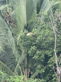 Backyard/view from pool