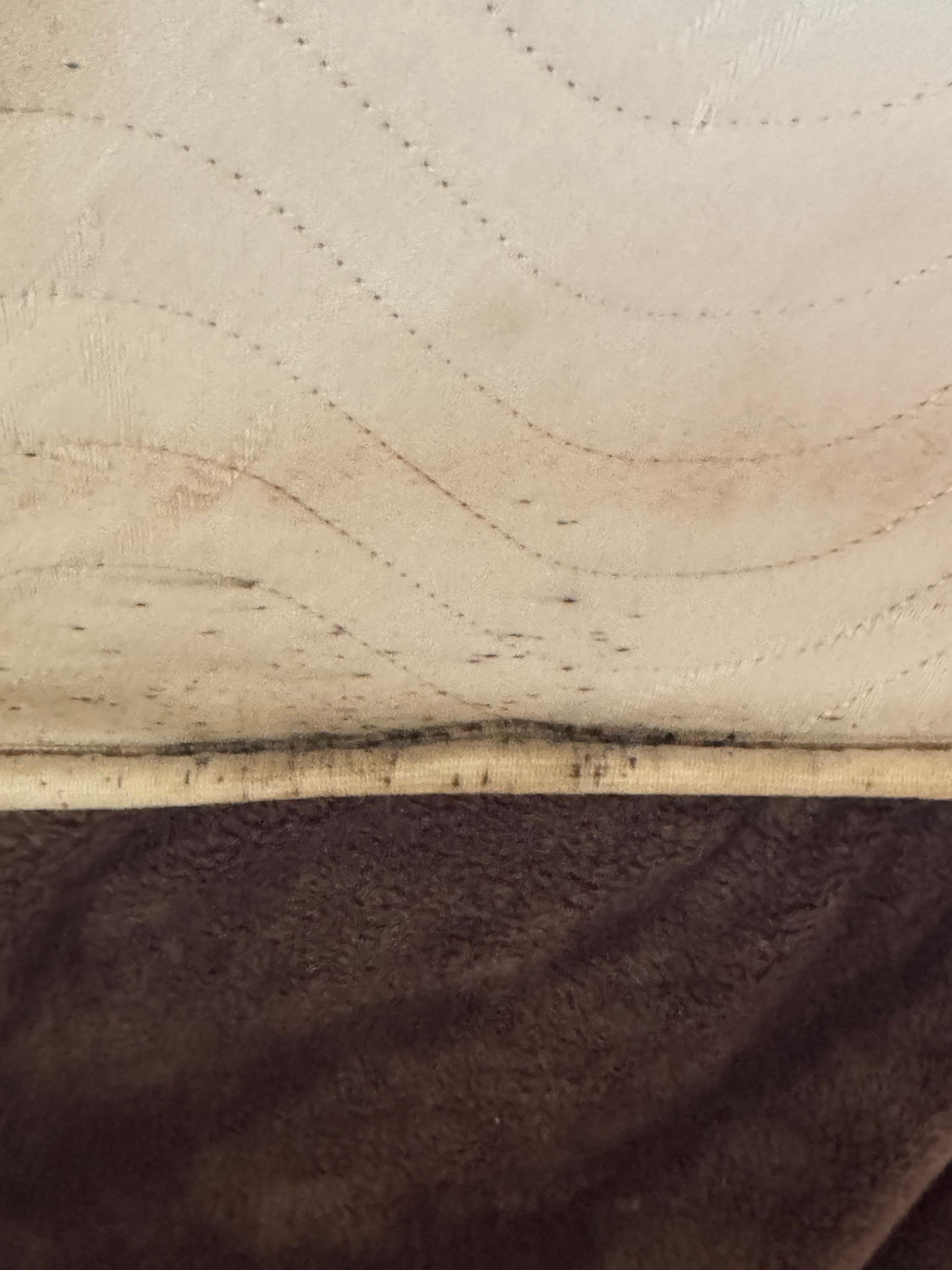 Bed bug residue (old blood)