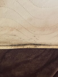 Bed bug residue (old blood)