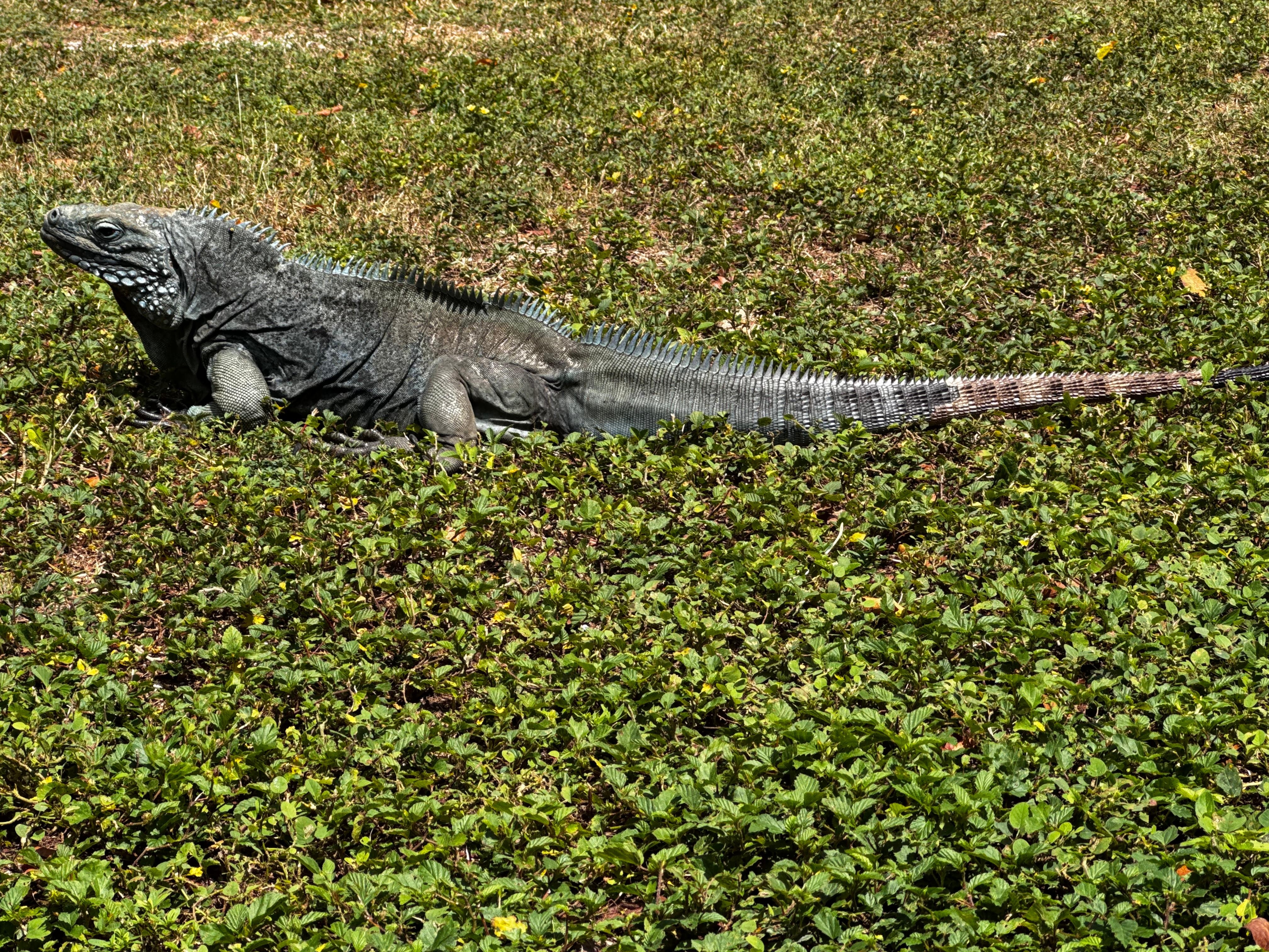 Queen Elizabeth Gardens 