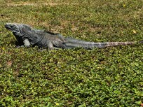 Queen Elizabeth Gardens