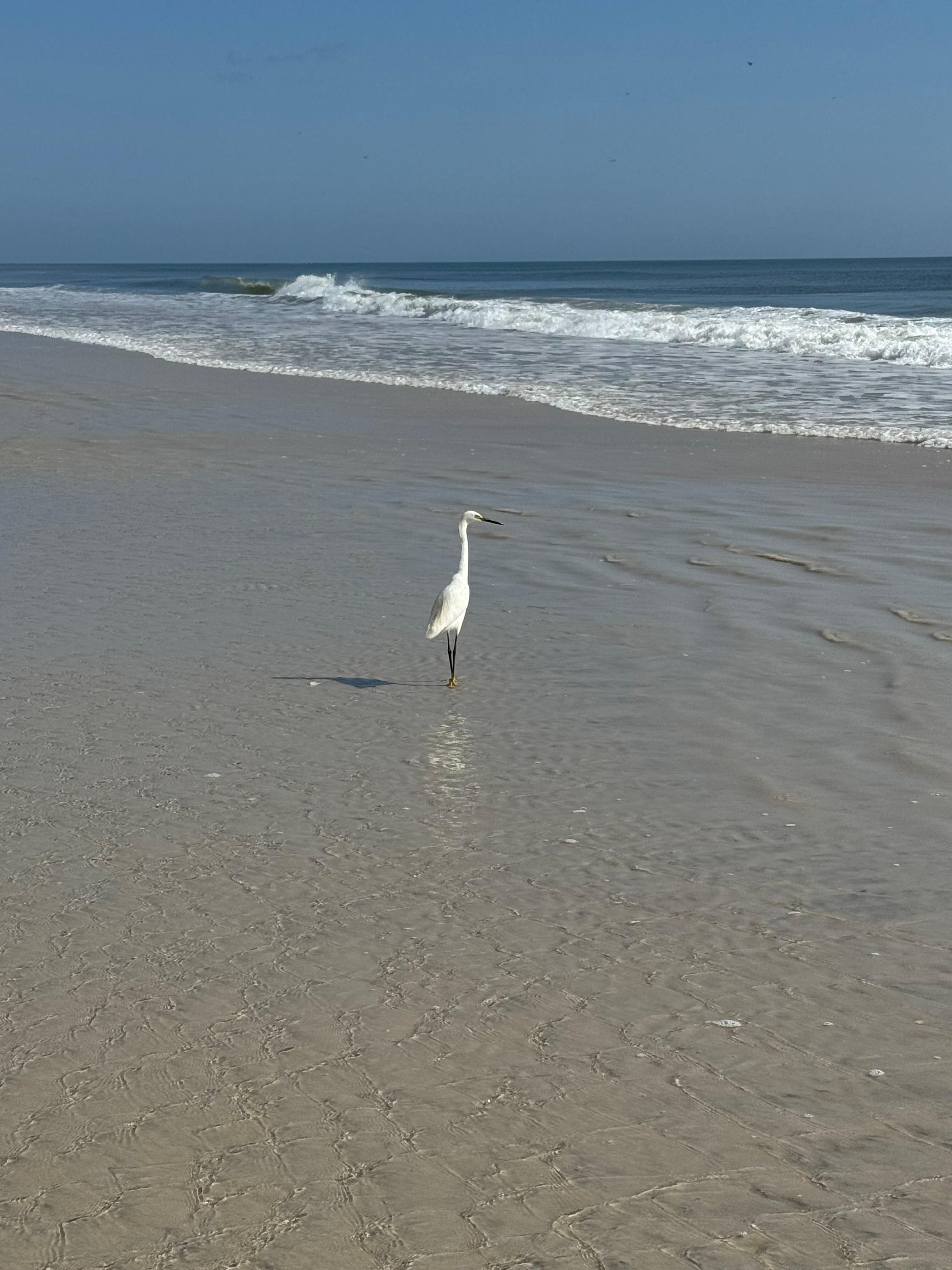Beach friends along our walks