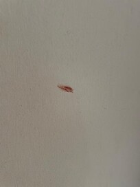 Traces de sang sur les murs