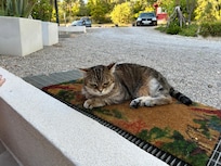 Friendly visitor at the apartment.