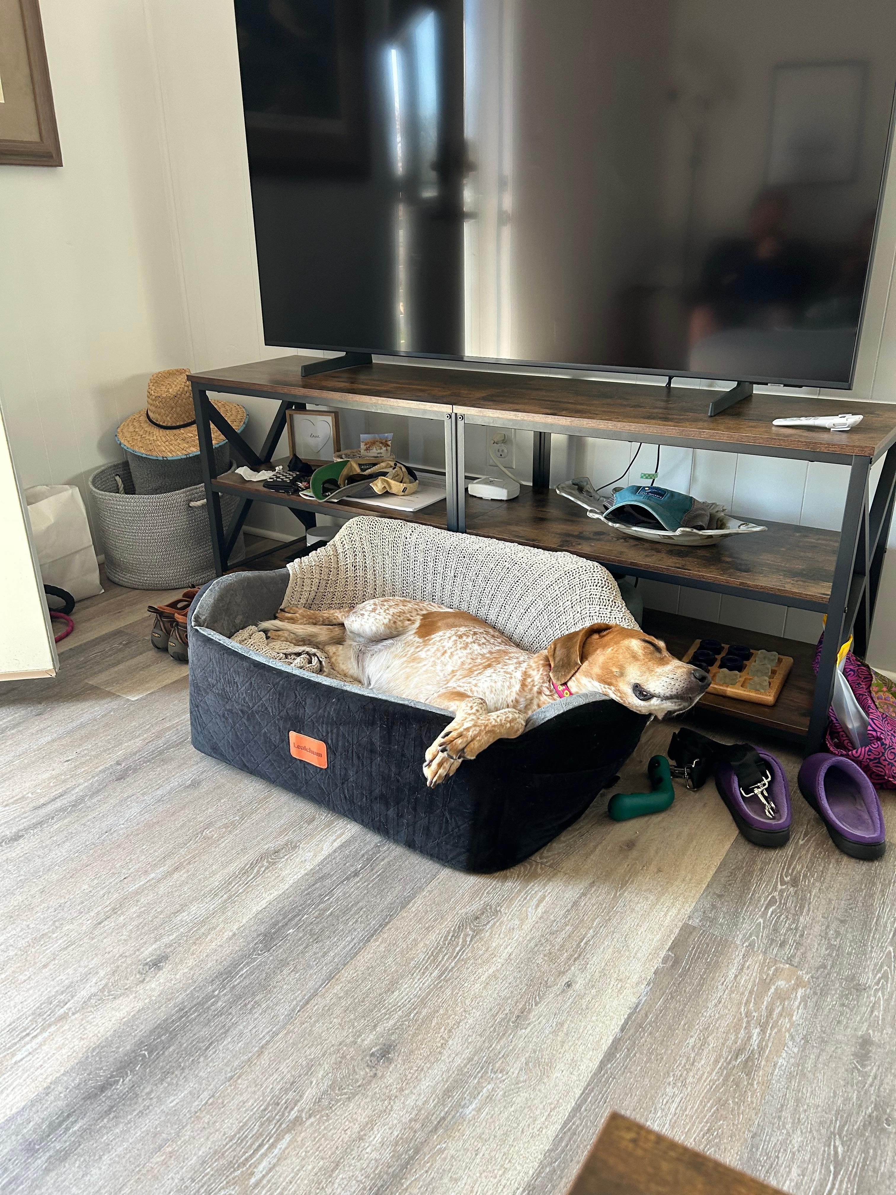 Dog in front of the TV in the living room in her car bed