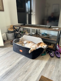 Dog in front of the TV in the living room in her car bed