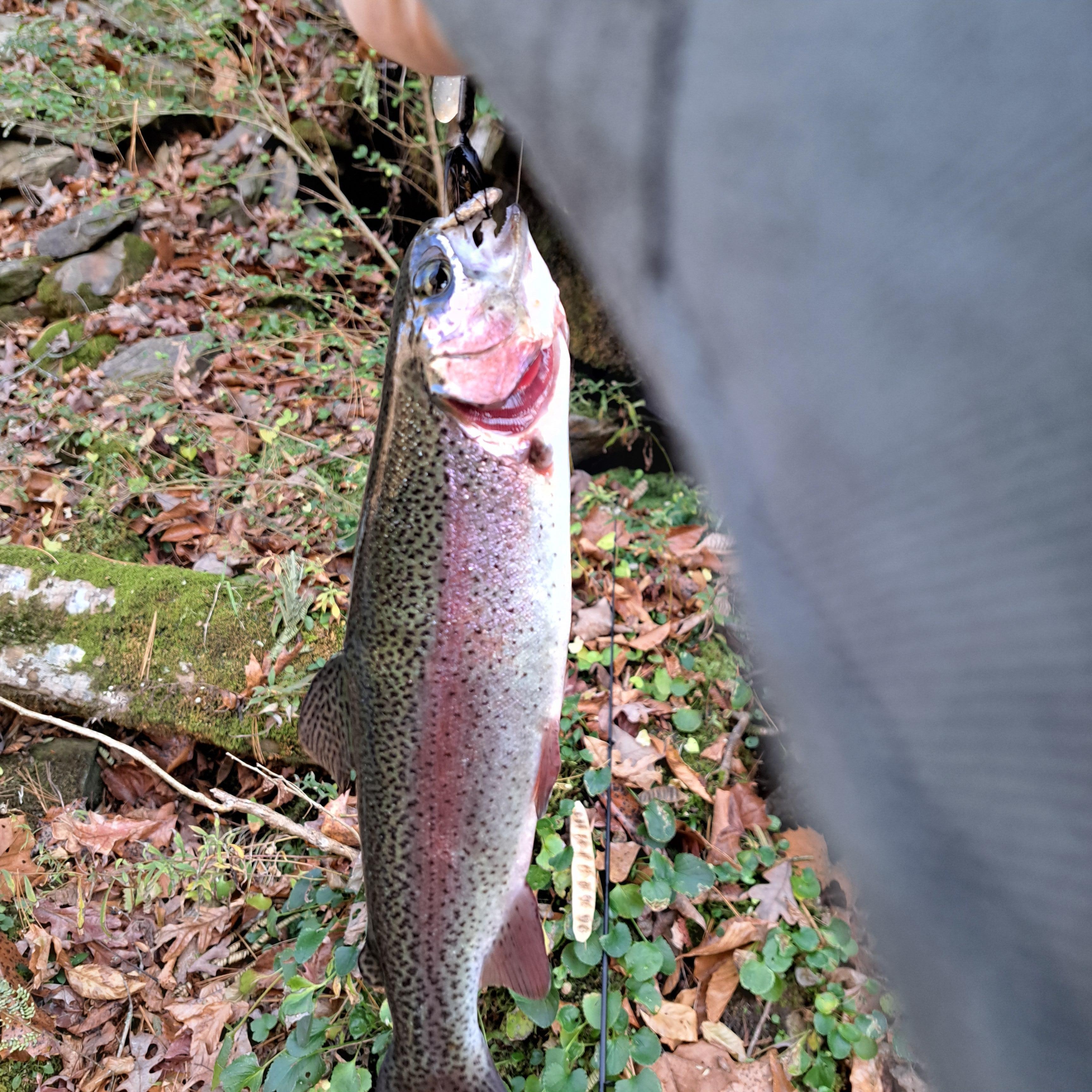 Caught this right in front of the cabin!