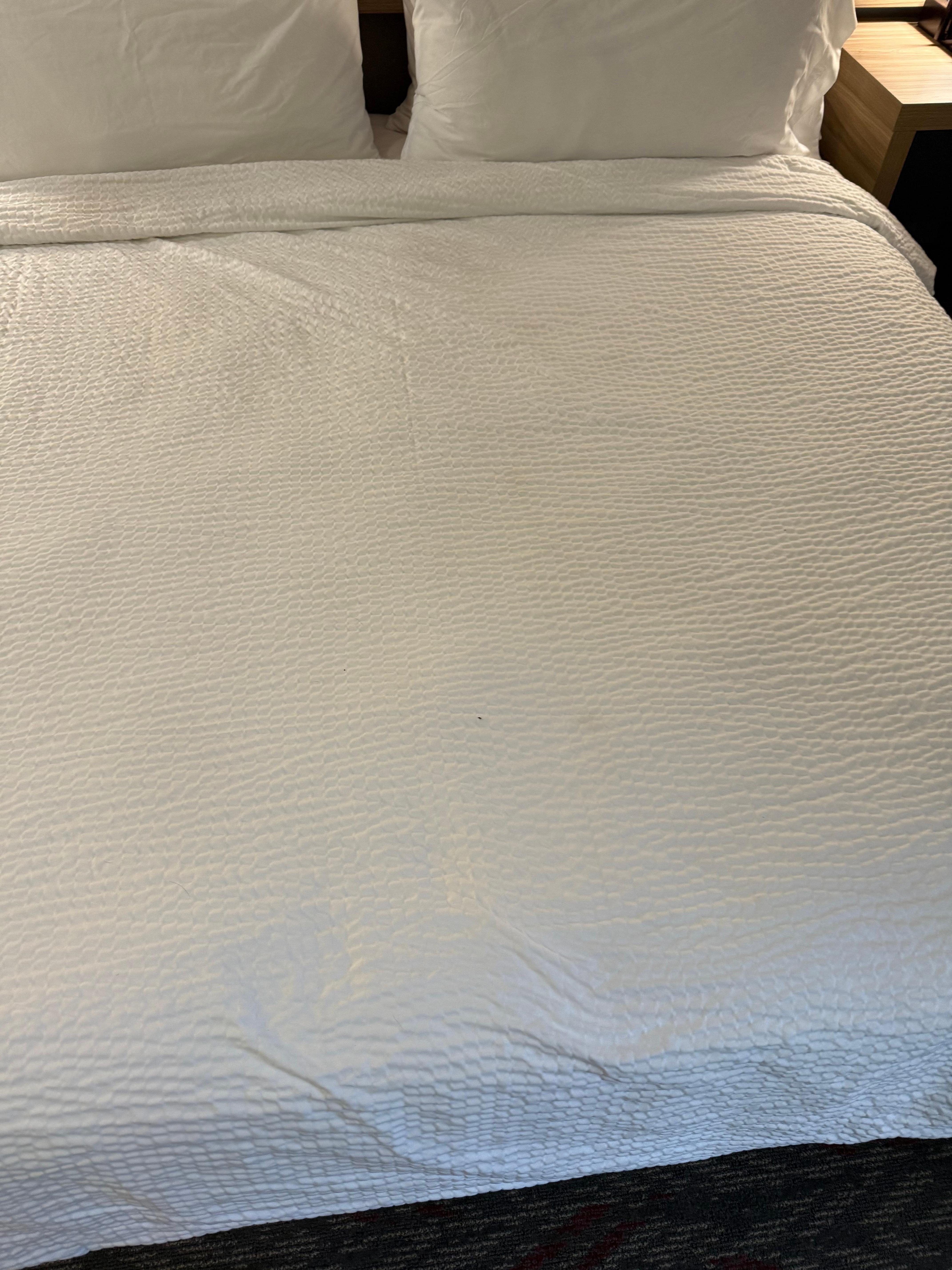 There’s a bug on this bed!
