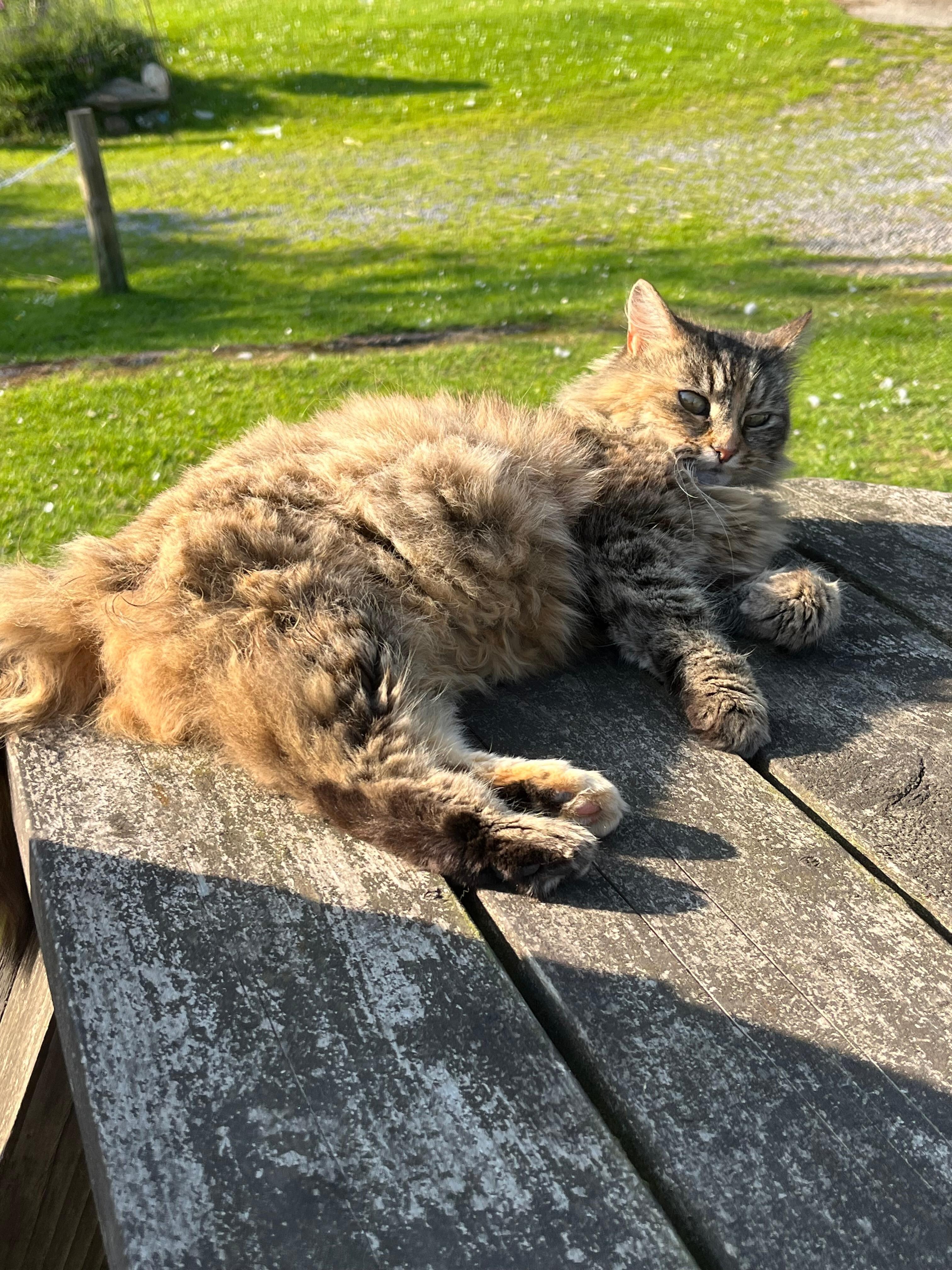 Muffin the cat