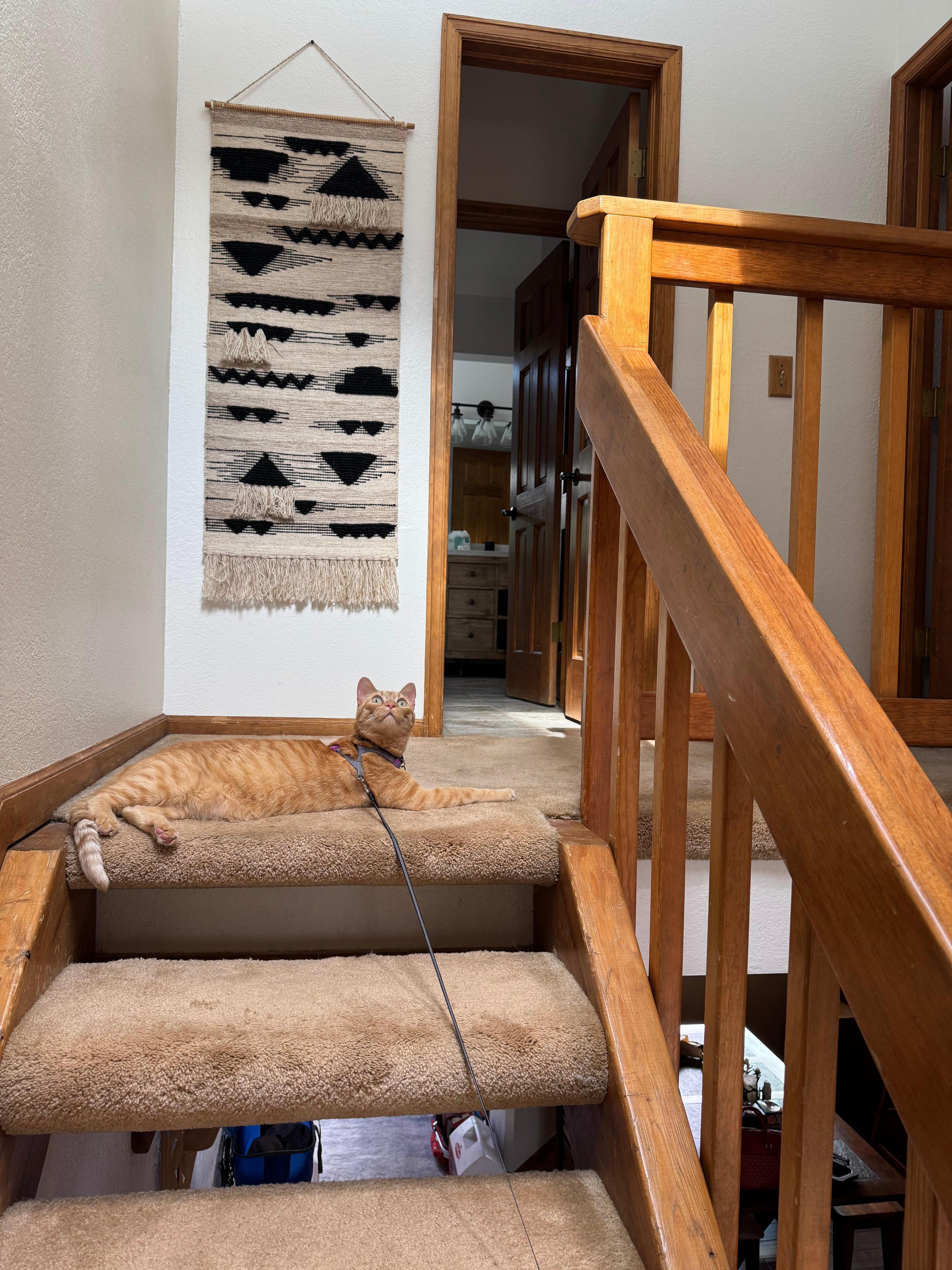 Alfredo gives the house two paws up!