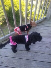 Pooches loved it too!