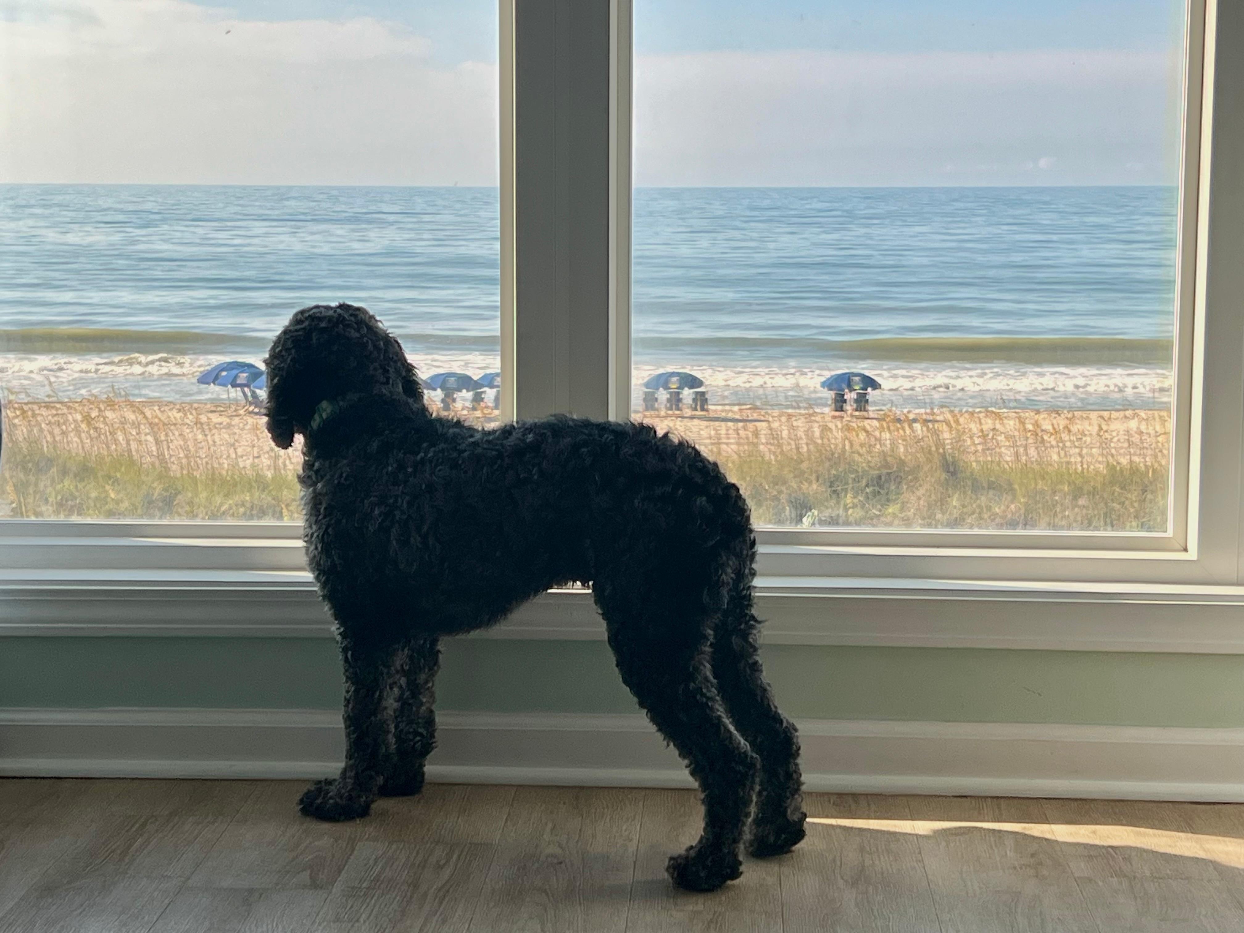 Our cockapoo enjoying the living room view