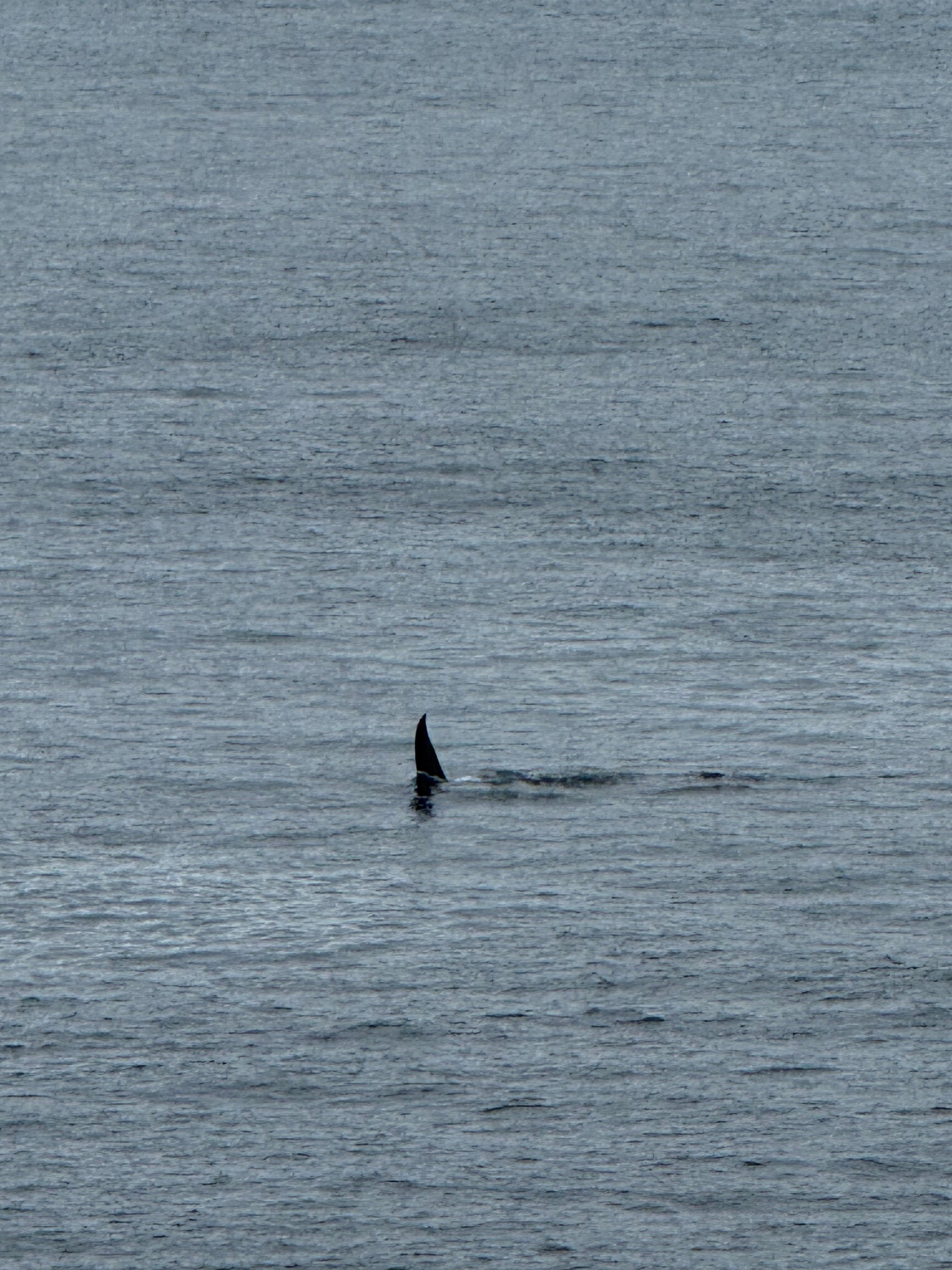 Rainy a transient Male Orca swimming by the VRBO. Identified by naturalist on whale watching boat. 