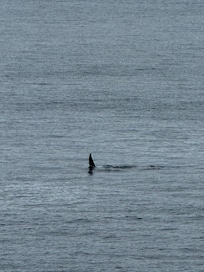 Rainy a transient Male Orca swimming by the VRBO. Identified by naturalist on whale watching boat.