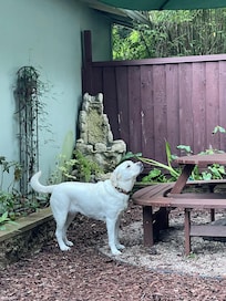 Our lab Scout exploring the back yard