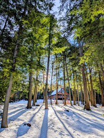 Loved all the trees!