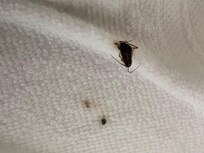 Place had cockroaches😡