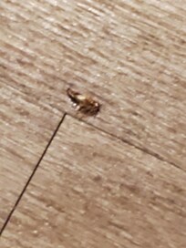One of the roaches I killed