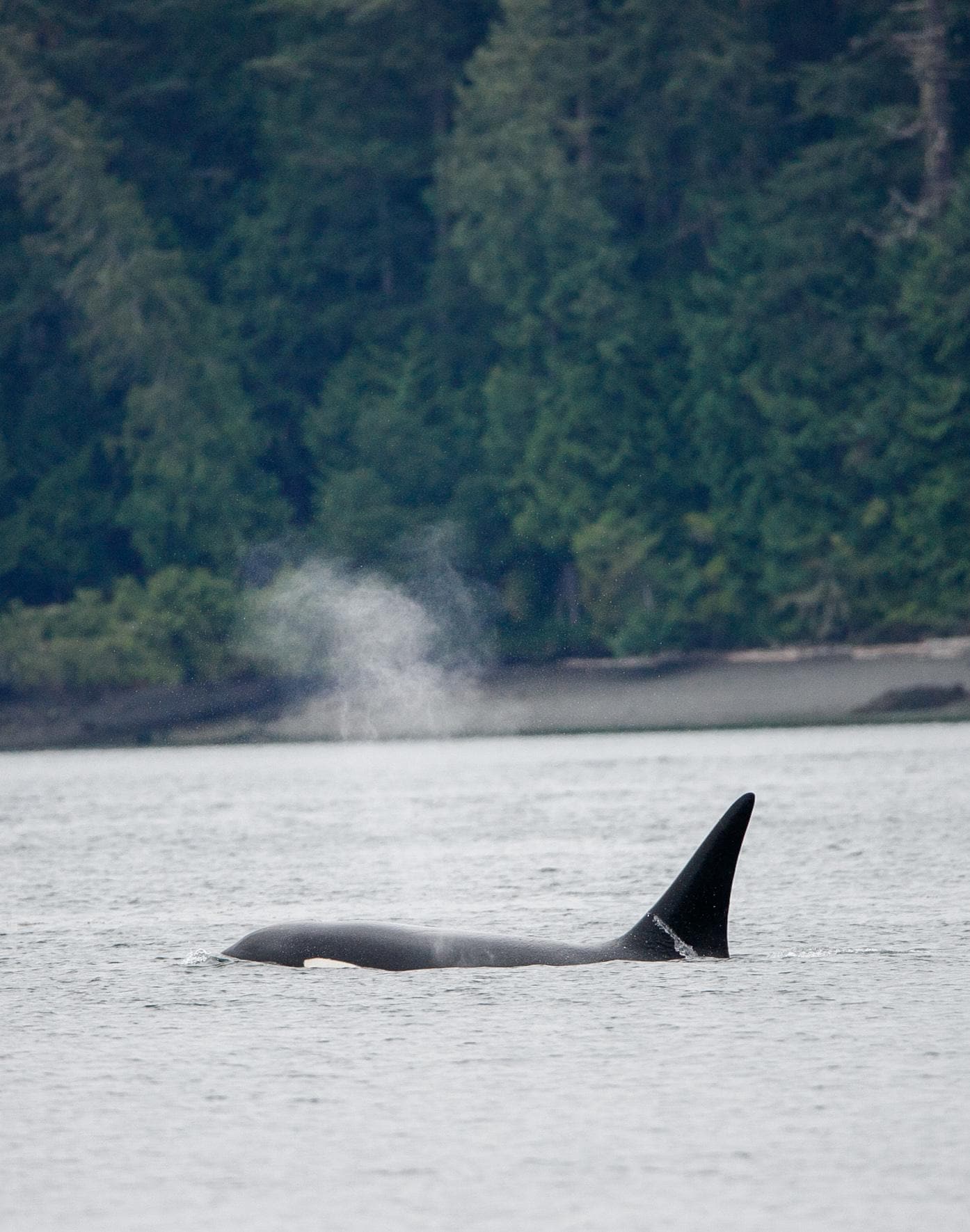 Biggs Killer Whales - T65B  Pod