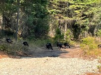 Turkeys around the property