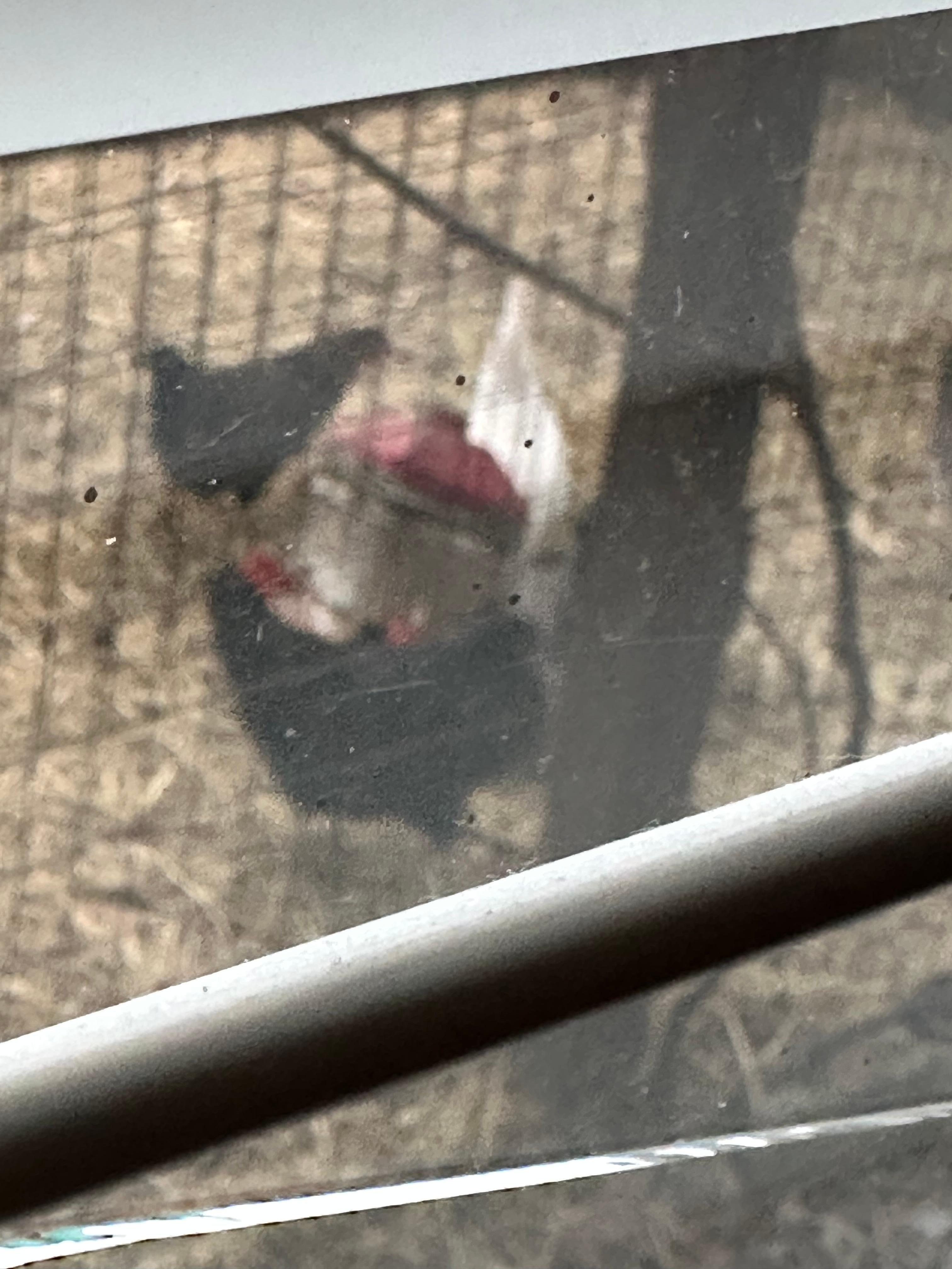 There are chickens near the bedroom window!