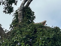 Resident iguana