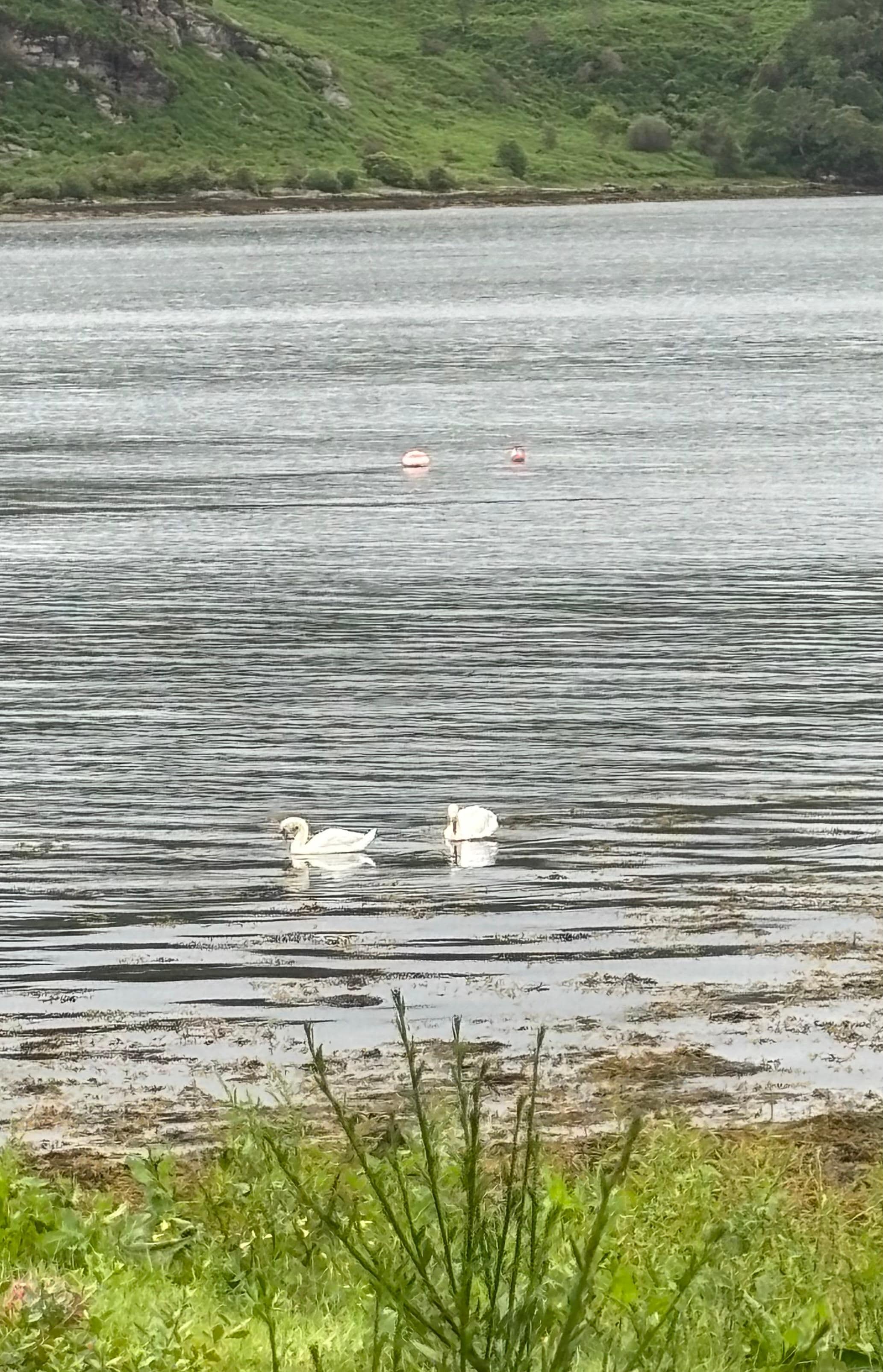 These two visited every morning not phased by us at all.