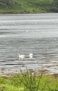 These two visited every morning not phased by us at all.