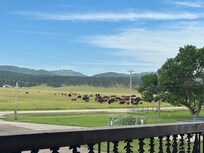 Cattle herd across the road
