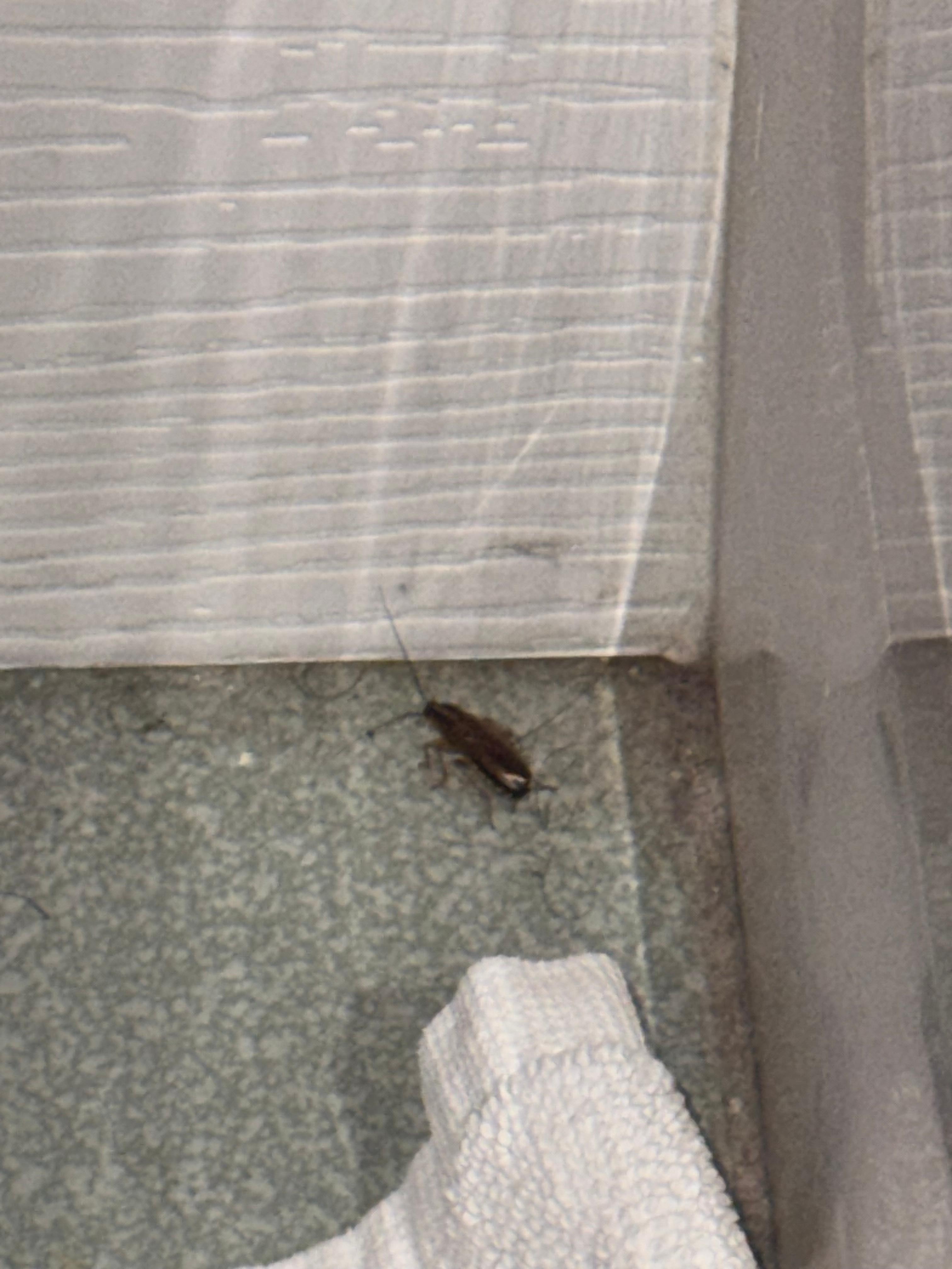 A big fat cockroach, looking to lay its egg capsule in your luggage and infest your home!