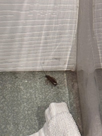 A big fat cockroach, looking to lay its egg capsule in your luggage and infest your home!