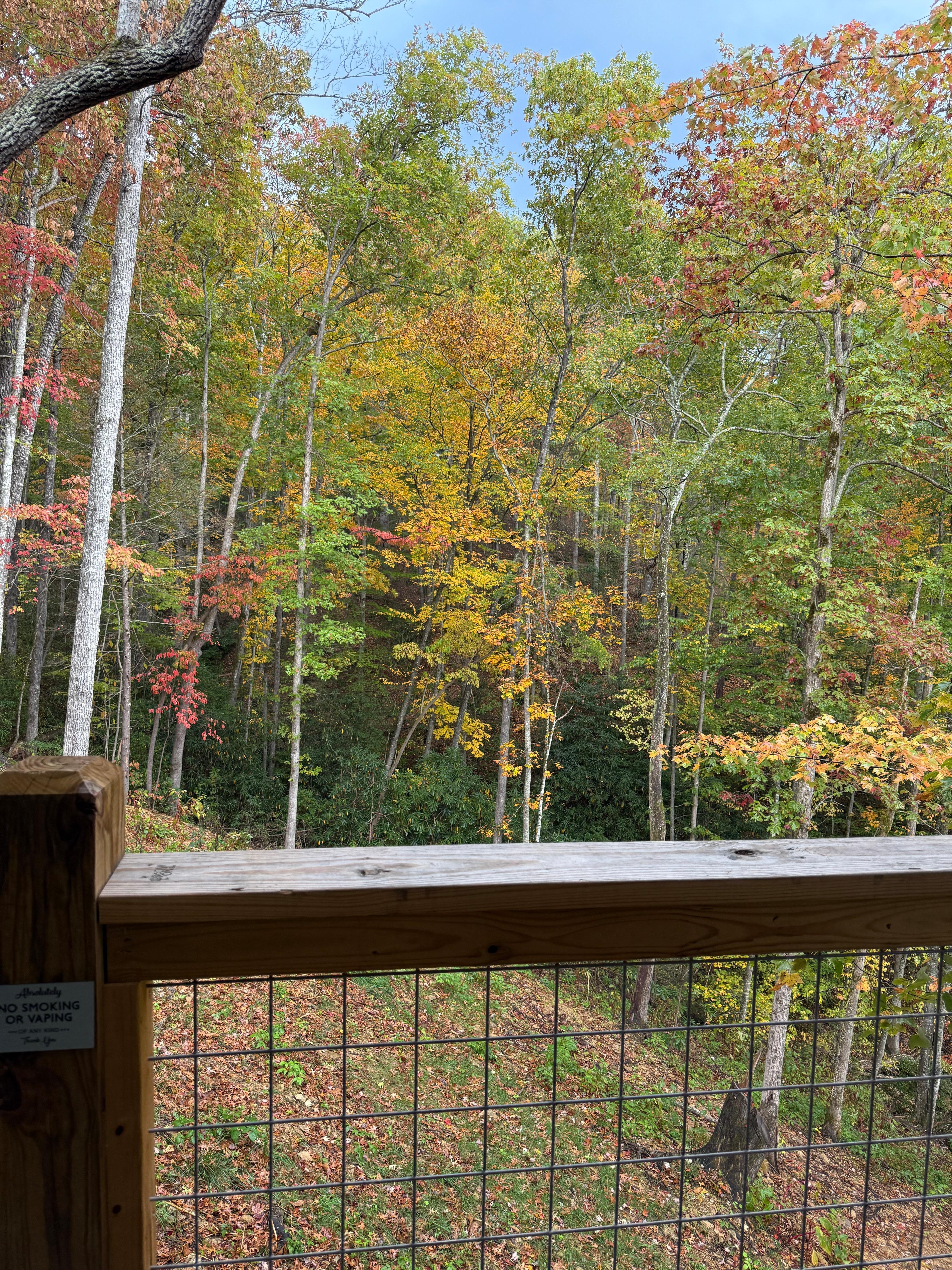 A mother bear with her cubs right behind the cabin 