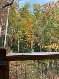 A mother bear with her cubs right behind the cabin