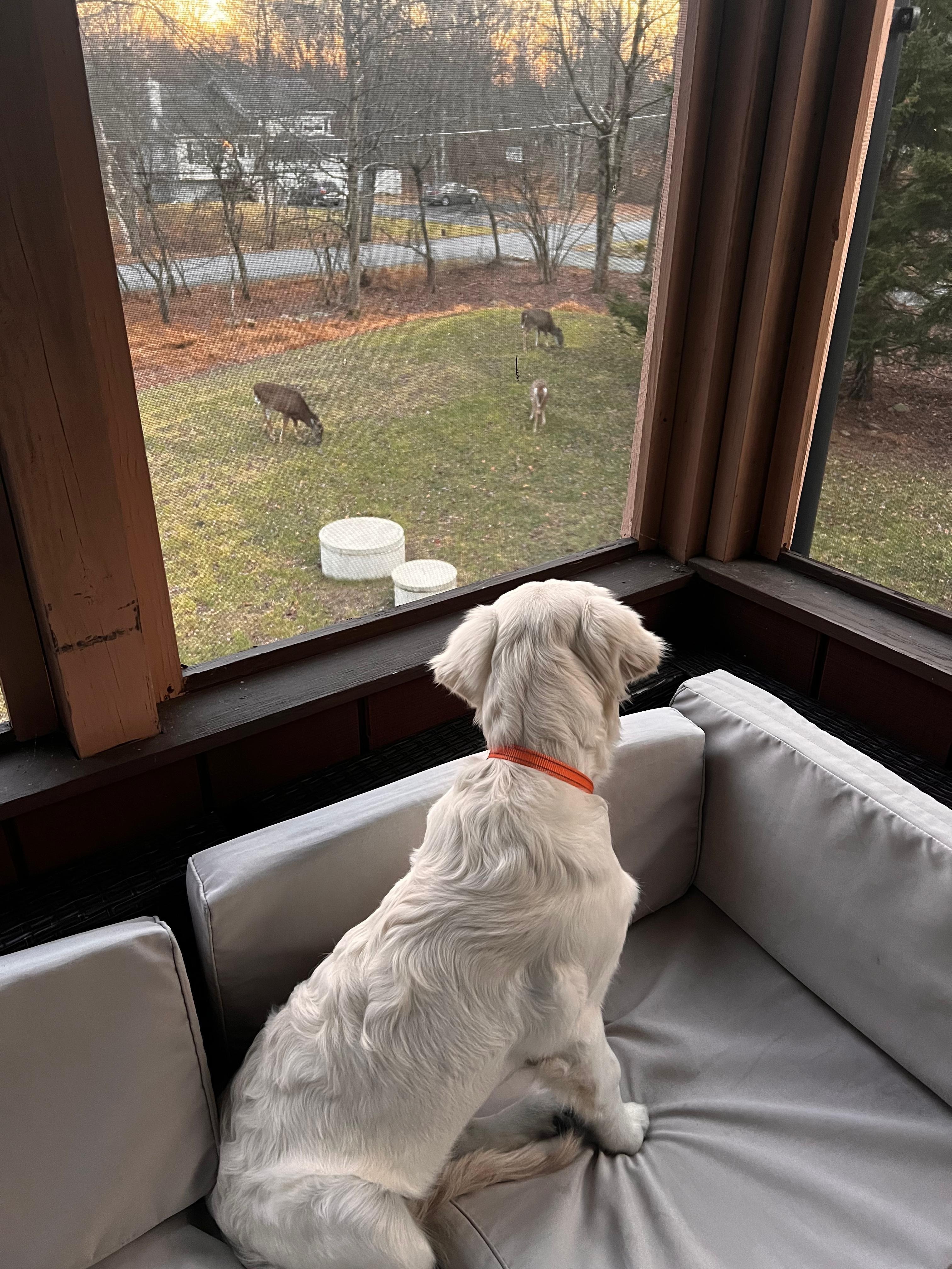 Local deer were not afraid of us. 