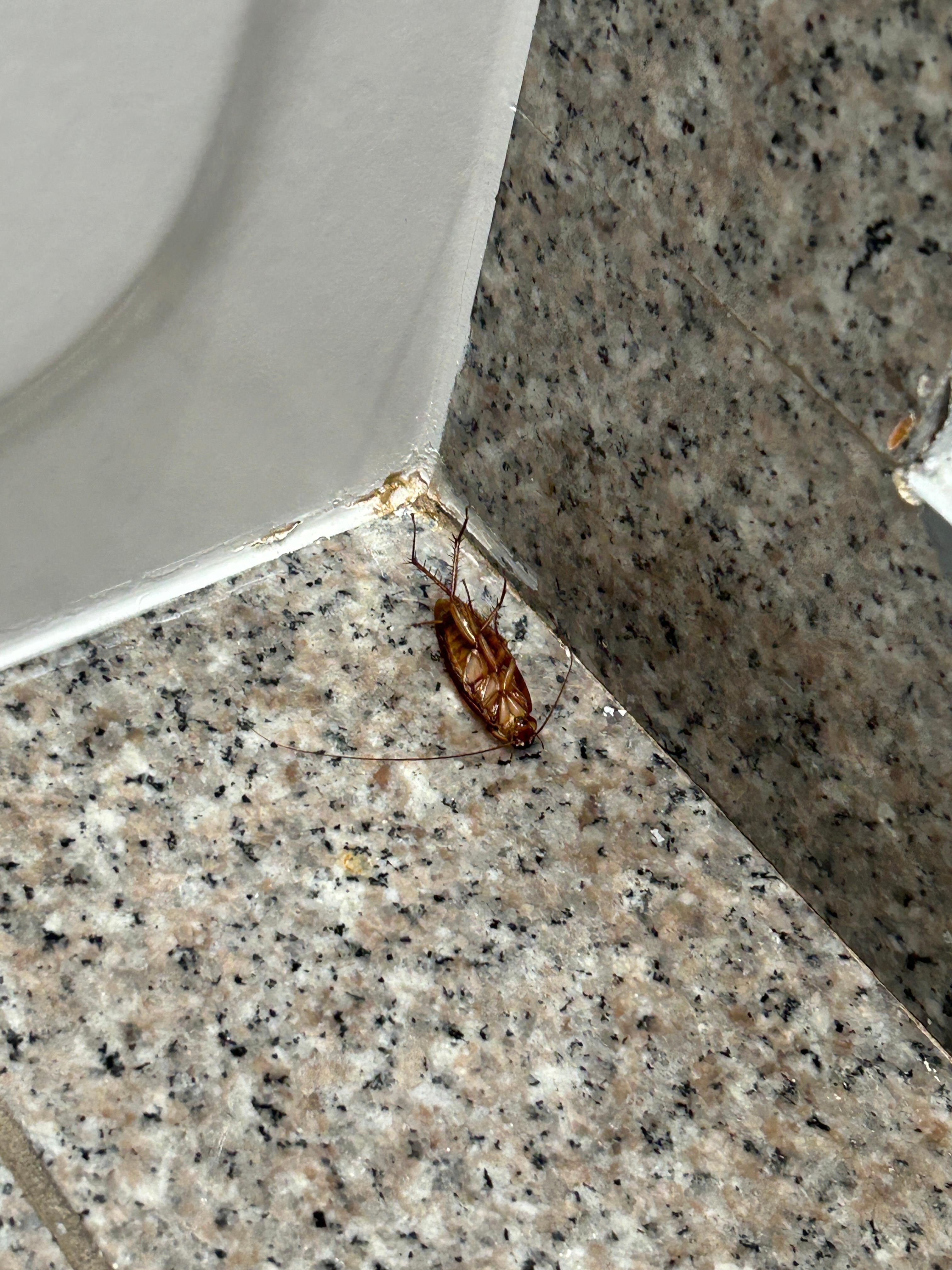 Close up of the cockroach (yes it was alive)