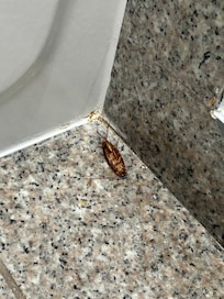 Close up of the cockroach (yes it was alive)