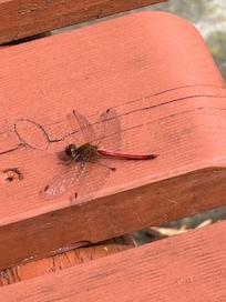 And the wild life