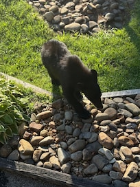 Bear by the stairs of the unit.