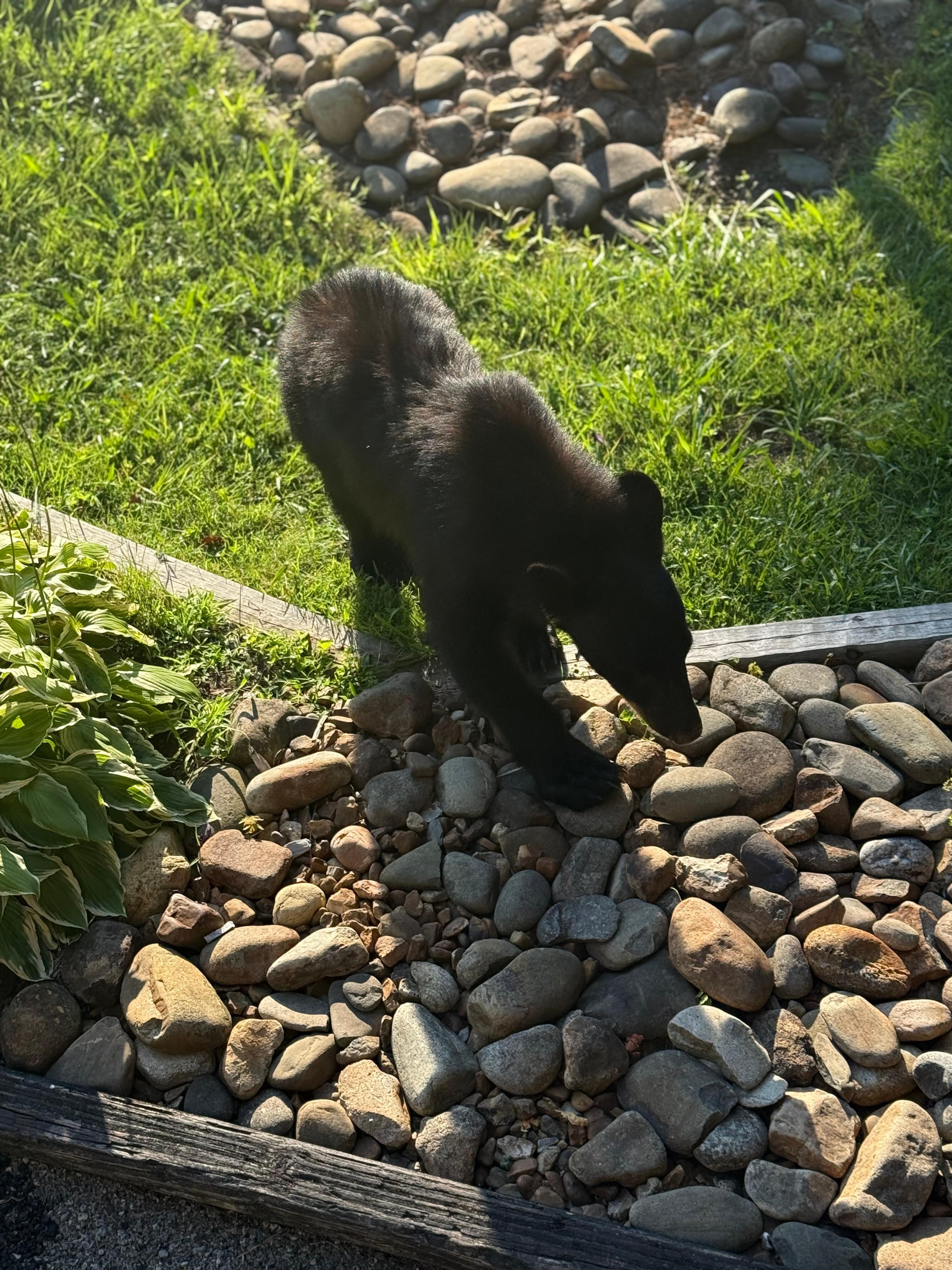 Bear by the stairs of the unit. 