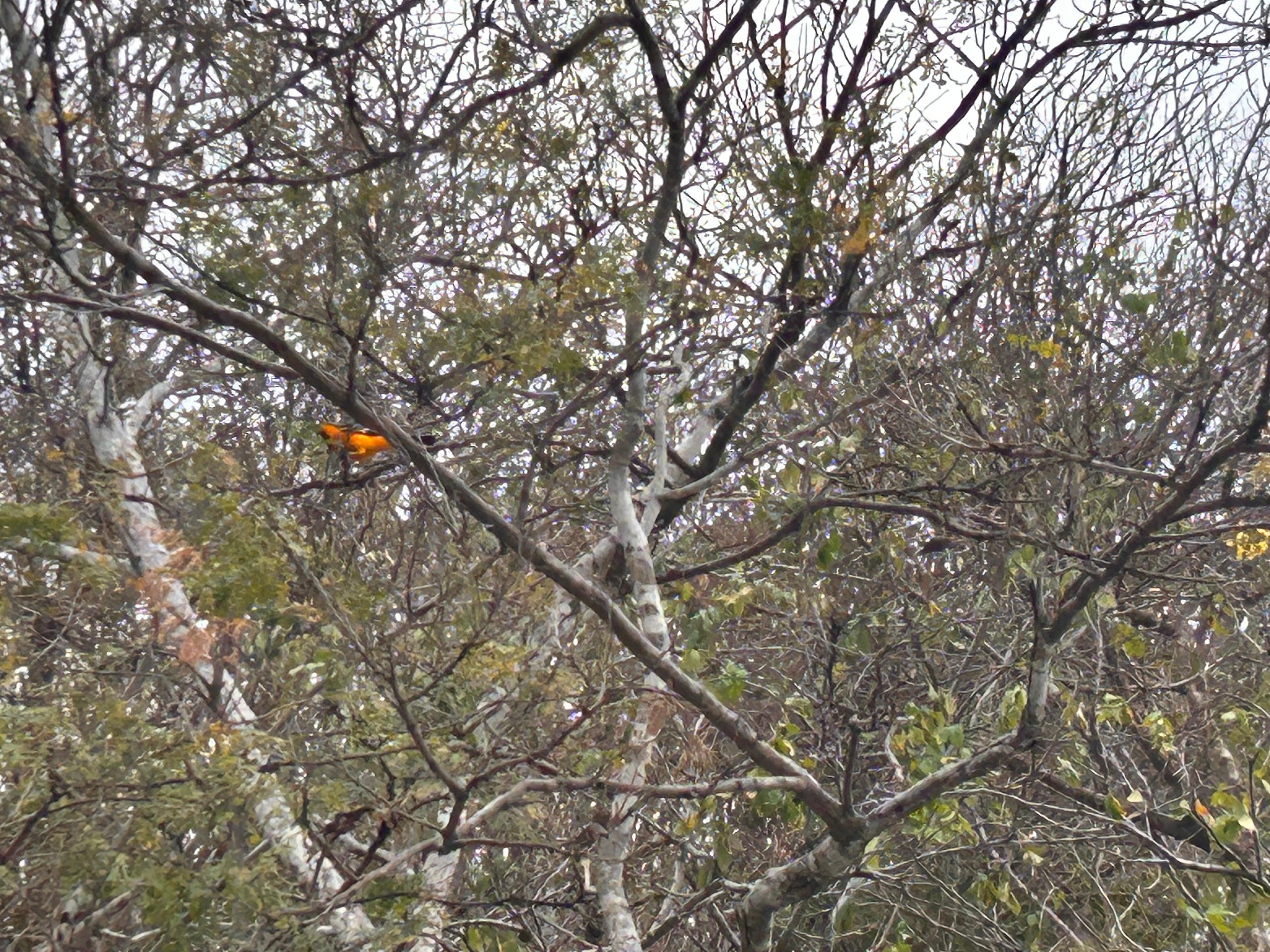 Beautiful Orange bird