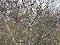 Beautiful Orange bird