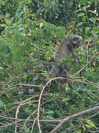 Each morning my husband would go out and check on his "pet" iguana.