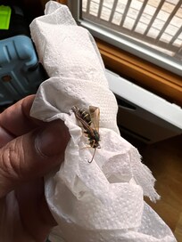 1 of several wasps/hornets killed during my stay.