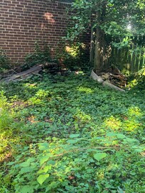 Unkept side yard