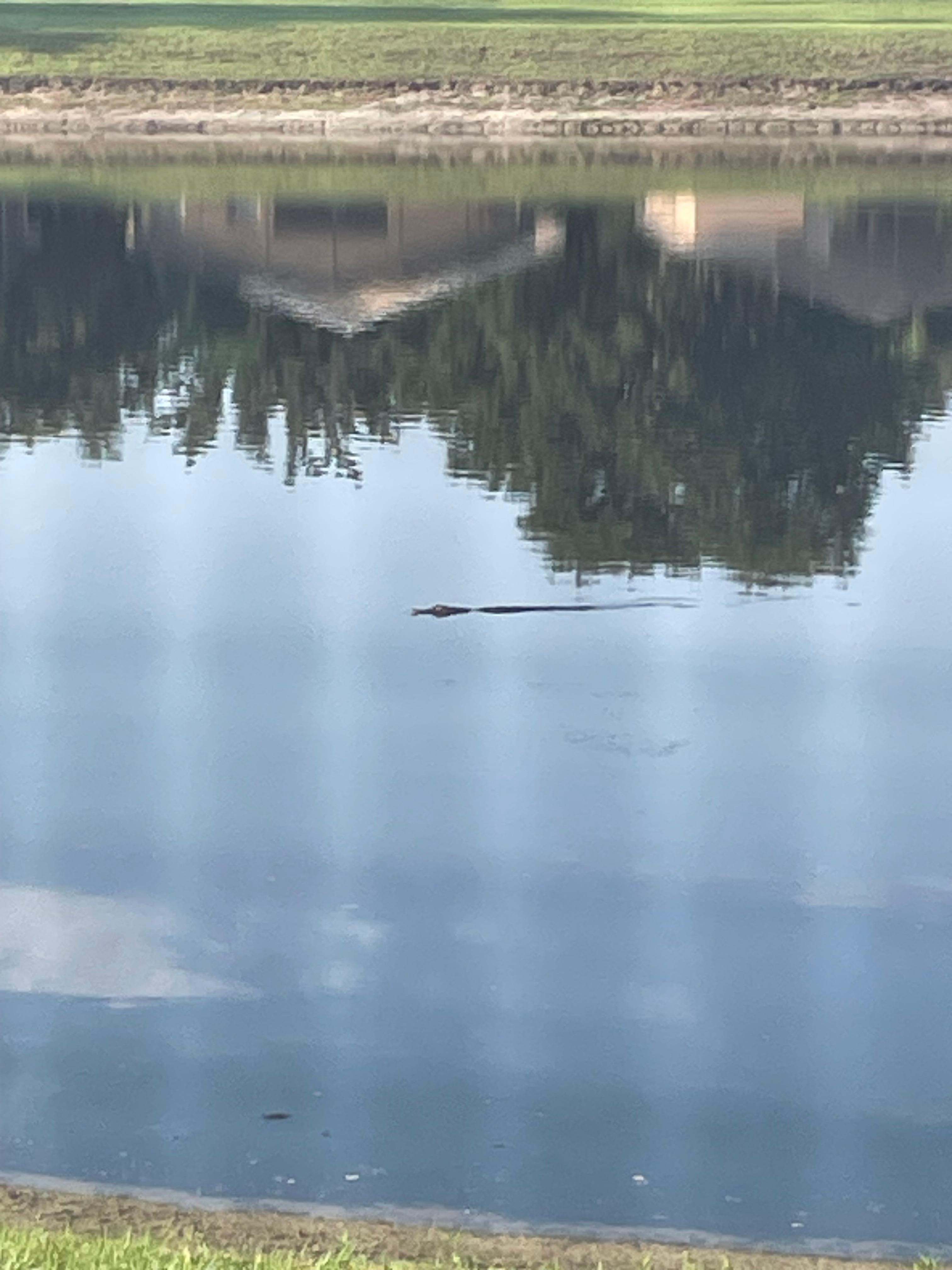 Gator visiting friends